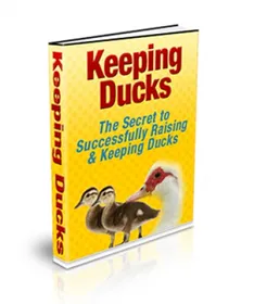 Keeping Ducks cover